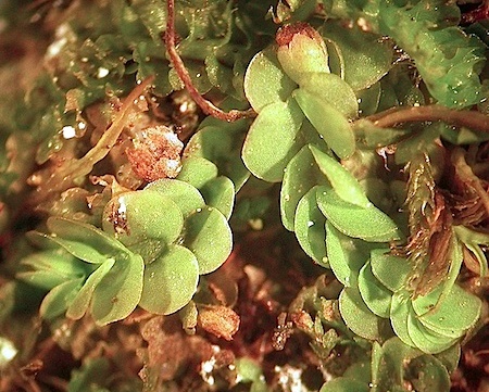 Представитель Семейства Arnelliaceae